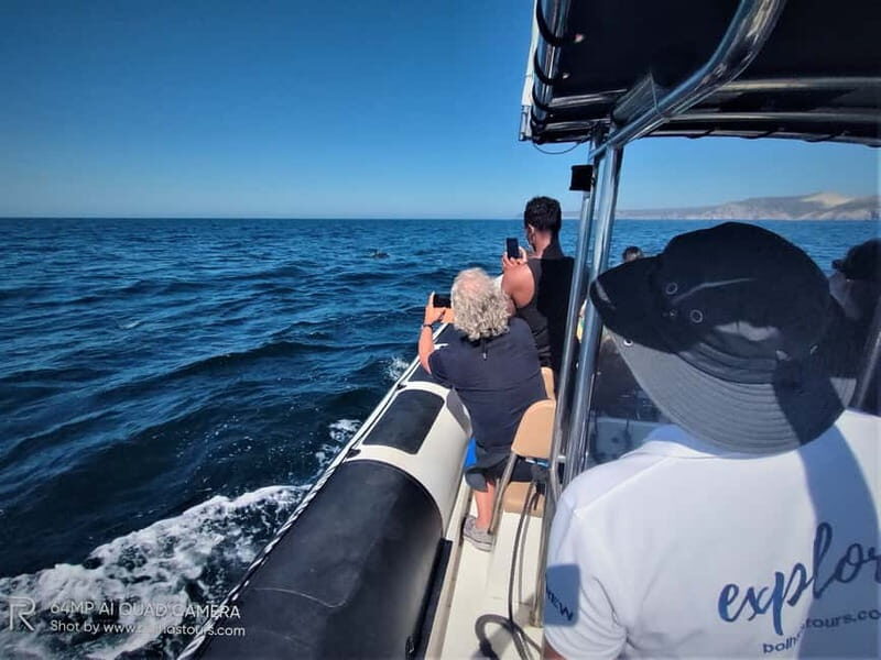 Sesimbra: Dolphin and Whales Watching with Biologist Guide - Key Points