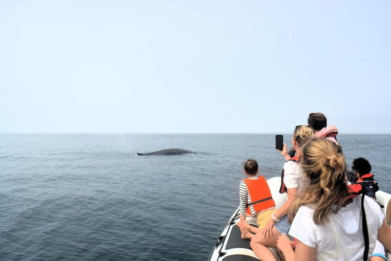 Sesimbra: Dolphin and Whales Watching with Biologist Guide - FAQ