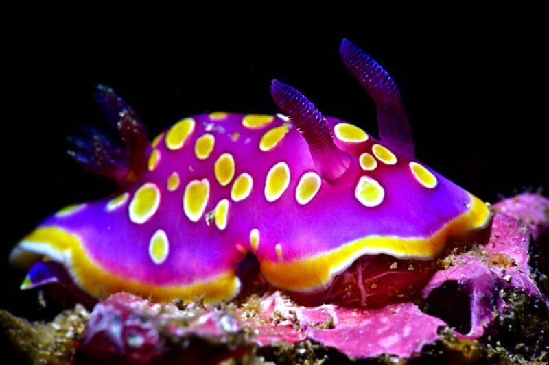 Sesimbra: Scuba Diving Experience for Beginners - The Authentic Experience: What You Gain