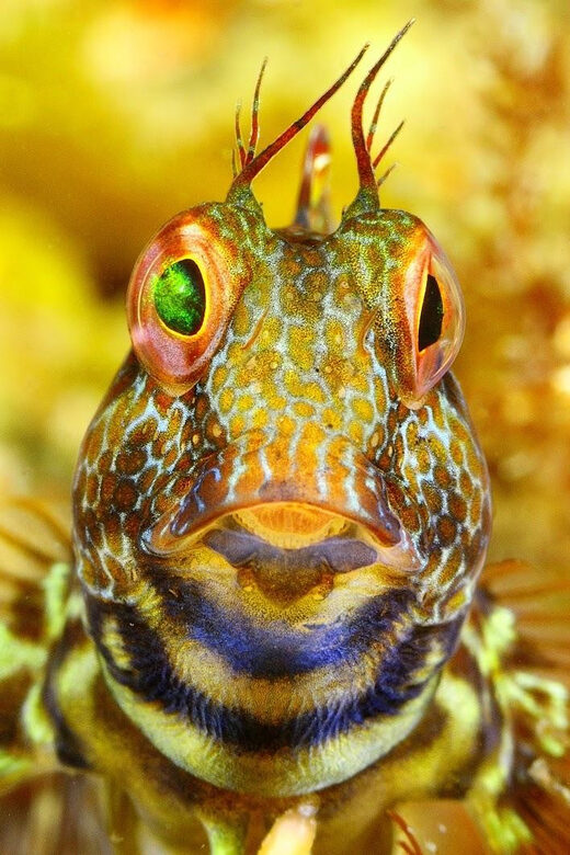 Sesimbra: Scuba Diving Experience for Beginners - FAQ