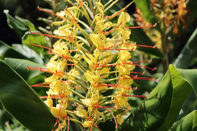 Sete Cidades: Day Tour - Blue & Green Lake and Fire Volcano - FAQs