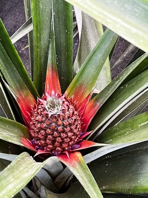 Sete Cidades & Fire Lake: Full-Day Tour with Pineapple plant - Why This Tour Is Worth Considering