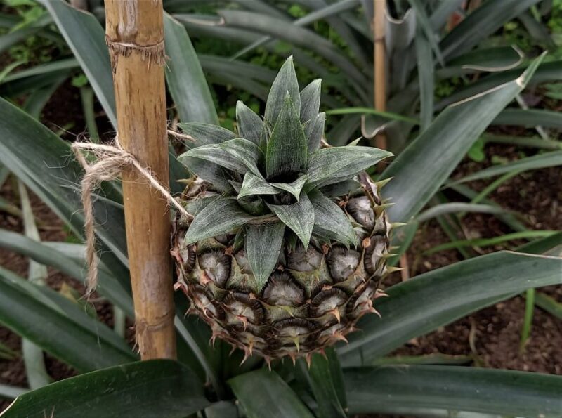 Sete Cidades & Fire Lake: Full-Day Tour with Pineapple plant - Final Thoughts