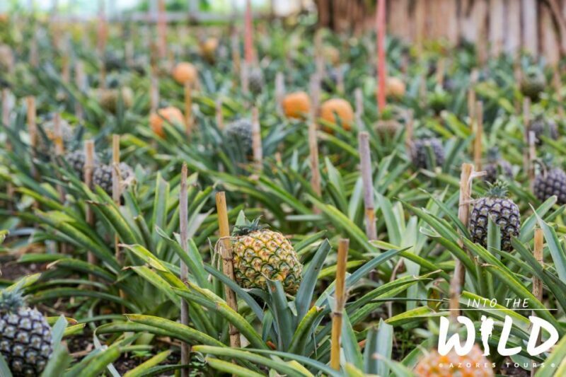 Sete Cidades & Lagoa do Fogo - Full-Day Tour - In-Depth Breakdown of the Tour Experience