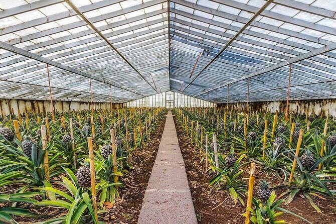 Sete Cidades / Lagoa do Fogo - Full Day Tour - The Experience of a Guide Like Tiago