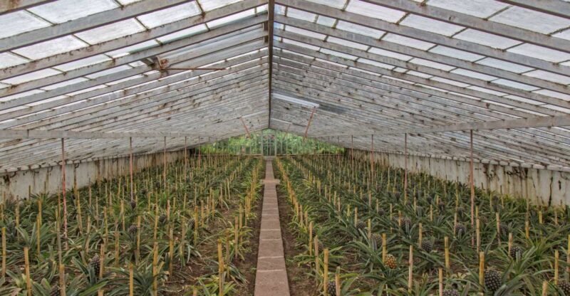 Sete Cidades & Lagoa do Fogo: Full Day Tour with Lunch - Final Thoughts