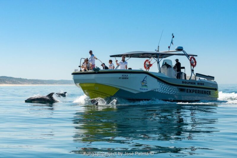 Setúbal: Dolphin Watching Boat Tour - Key Points