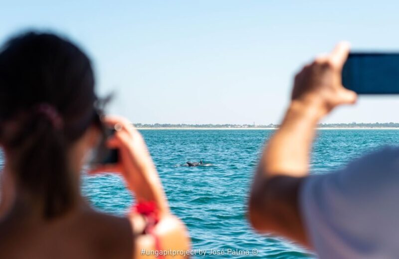Setúbal: Dolphin Watching Boat Tour - An In-Depth Look at the Setúbal Dolphin Tour