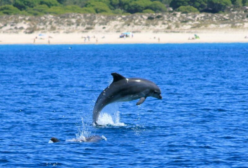 Setúbal: Dolphin Watching Boat Tour - Final Thoughts: Is It Worth It?