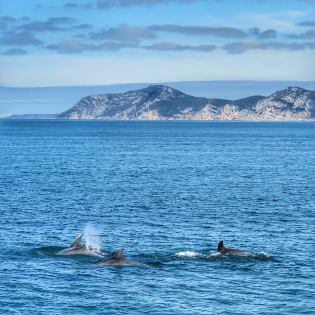 Setúbal: Dolphin Watching Tour - Key Points