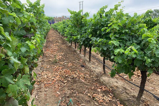 Setúbal Wine Tour with Visit and Tasting at 2 Wineries - Key Points