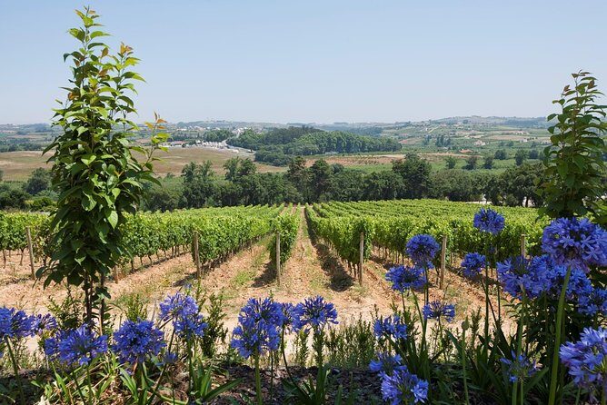 Setúbal Wine Tour with Visit and Tasting at 2 Wineries - FAQ