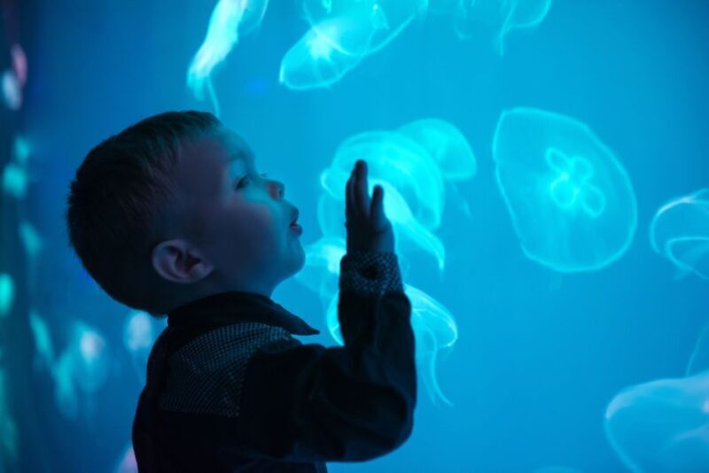 Seville Aquarium Admission Ticket - Introduction: A Marine Experience Close to Home
