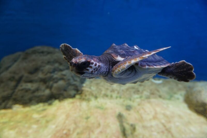 Seville Aquarium Admission Ticket - Why Visit Seville Aquarium? The Practical Perspective