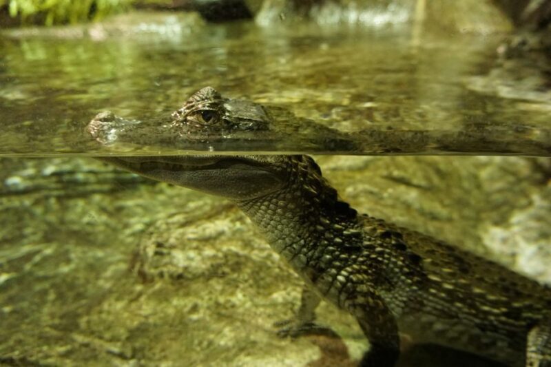 Seville Aquarium Admission Ticket - Who Should Consider This Visit?