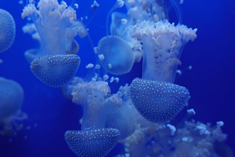 Seville Aquarium Admission Ticket - The Sum Up: A Water World Worth Visiting
