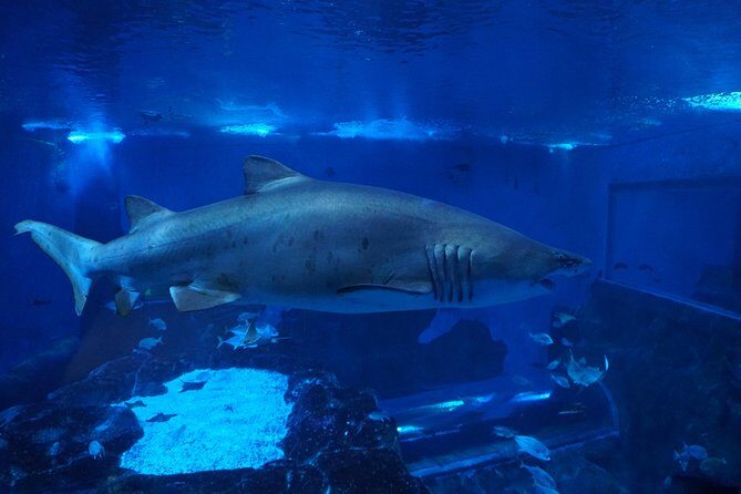 Seville Aquarium Admission Ticket - An In-Depth Look at Seville Aquarium