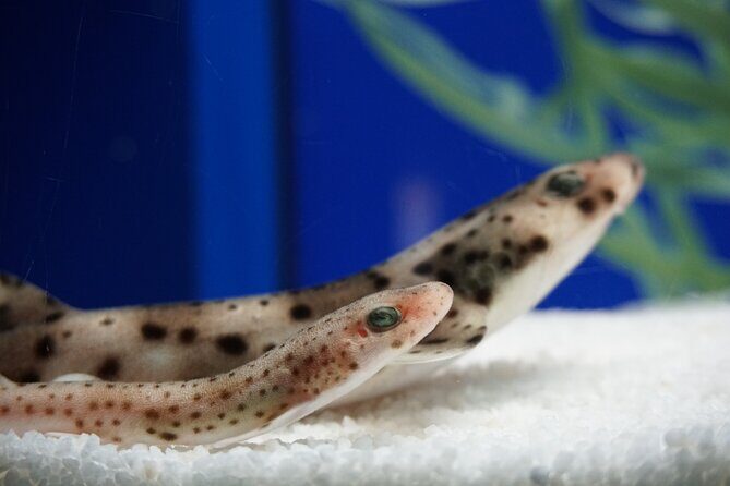 Seville Aquarium Admission Ticket - Final Thoughts: Is It Worth Visiting?