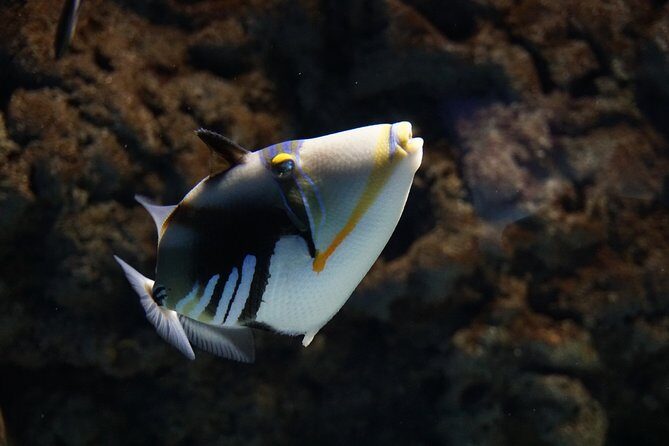 Seville Aquarium Admission Ticket - FAQs