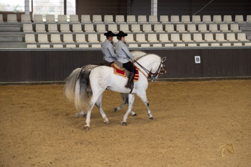 Seville: Horse's Show Entry Ticket. Optional Stud Farm Visit - Key Points