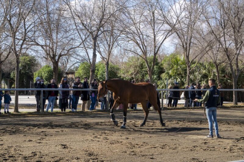 Seville: Horse's Show Entry Ticket. Optional Stud Farm Visit - FAQ