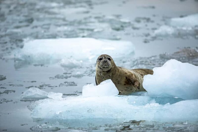 Seward: Full-Day Northwestern Fjord Glacier & Wildlife Tour - Journey into the Frozen Wilderness