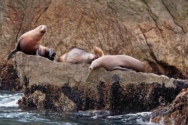 Seward: Full-Day Northwestern Fjord Glacier & Wildlife Tour - Why This Tour Stands Out
