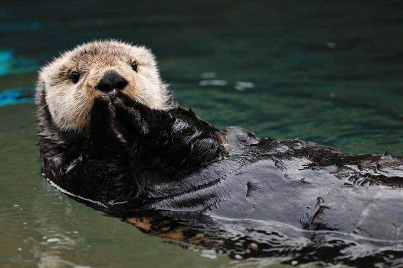 Seward: Kenai Fjords National Park Glacier & Wildlife Cruise - Practical Tips for Your Cruise