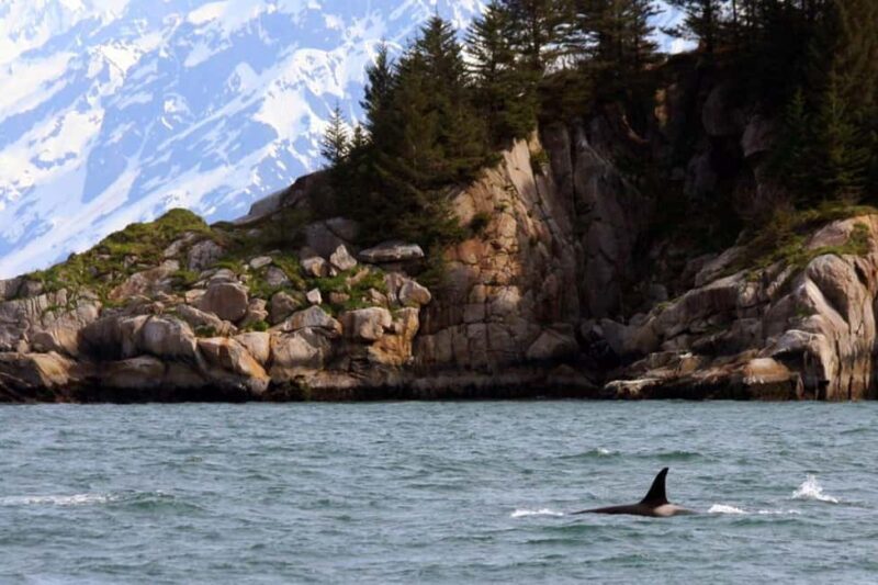 Seward: Kenai Fjords National Park Glacier & Wildlife Cruise - Authentic Experiences and Honest Feedback from Travelers