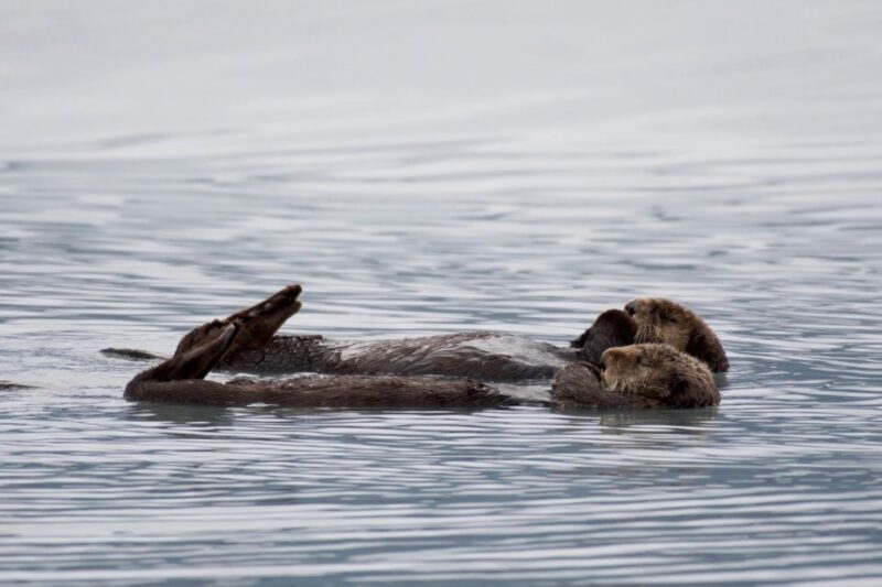 Seward: Resurrection Bay Orca Quest Cruise - Practical Tips for Your Trip