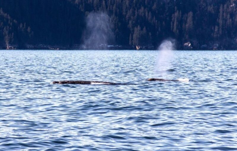 Seward: Spring Wildlife Guided Cruise - Who Will Enjoy This Tour?