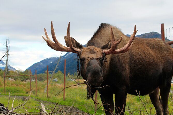 Seward to Anchorage Wildlife Adventure - Final Thoughts