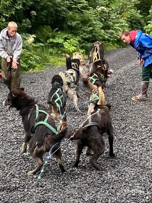 Seward: Turning Heads Kennel Tour & Dog Sled Ride - The Sum Up