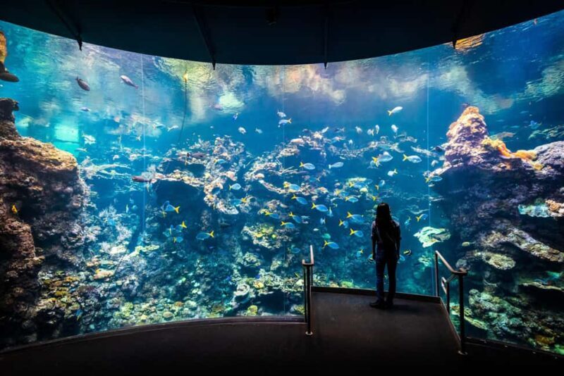SF: CA Academy of Sciences & Hop-on Hop-off Tour (Save 15%) - Key Points