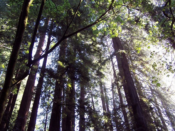 SF: Guided Muir Woods Tour & Hop-On Hop-Off Tour (Save 15%) - FAQ