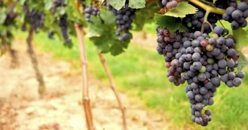 SF: Napa & Sonoma Wine Tour & Hop-on Hop-off Tour (Save 15%) - What You’ll See and Do