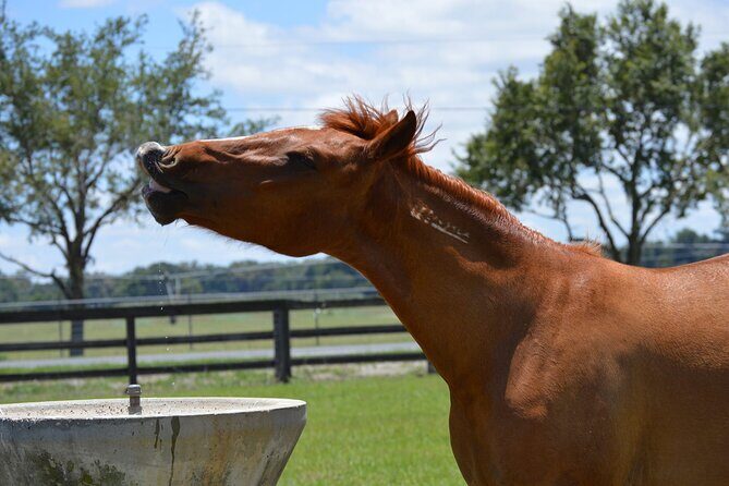 Shaded Trails Horse Ride - Key Points