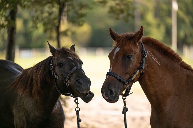 Shaded Trails Horse Ride - Frequently Asked Questions