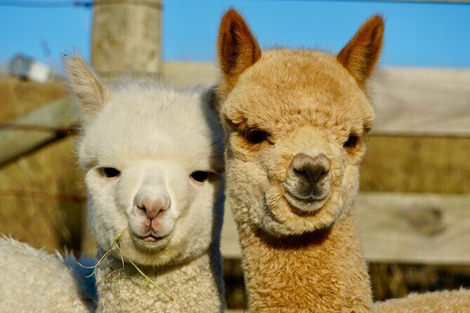 Shamarra Alpaca Farm Tours - Final Thoughts: Is It Worth It?