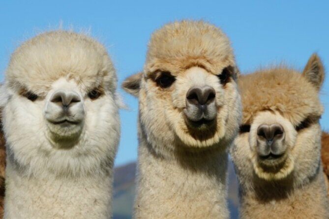 Shamarra Alpaca Farm Tours - FAQs About Shamarra Alpaca Farm Tours