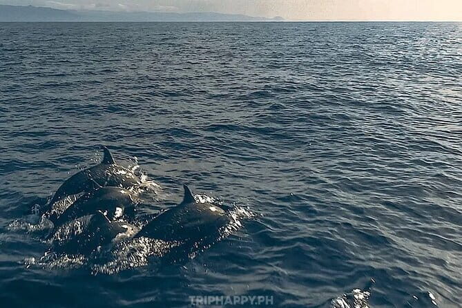 Shared Bohol Dolphin Watching and Pamilacan Island Tour - First Stop: Dolphin and Whale Watching Area