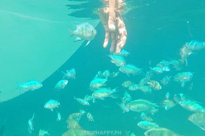 Shared Bohol Dolphin Watching and Pamilacan Island Tour - Who Will Love This Tour?