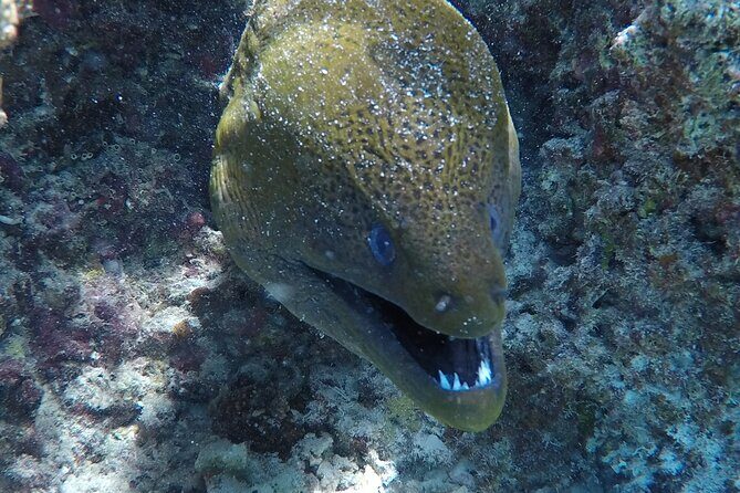 SHARED HALF DAY LAGOON TOUR - Bora Bora Cultural Lagoon Tour - An In-Depth Look at the Bora Bora Cultural Lagoon Tour