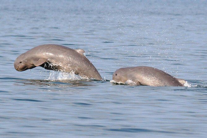 Shared Mangrove & Irrawaddy Dolphin Watching Cruise - Pricing and Value: Is It Worth It?