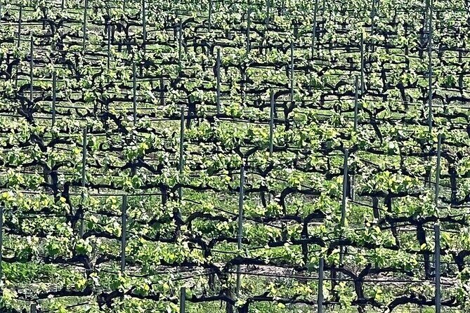 Shared Temecula Wine Tour from Tustin - An In-Depth Look at the Temecula Wine Tour