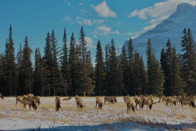 Shared Tour: Moraine Lake and Lake Louise from Calgary - FAQs