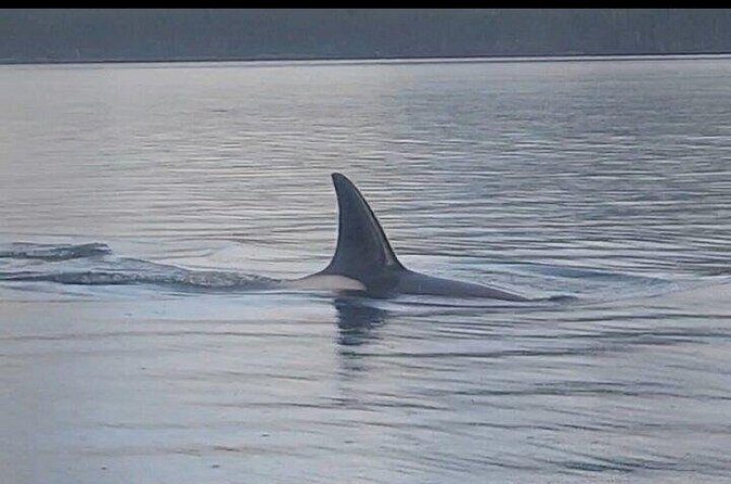 Shared Whale and Wildlife Viewing - The Price and Its Value