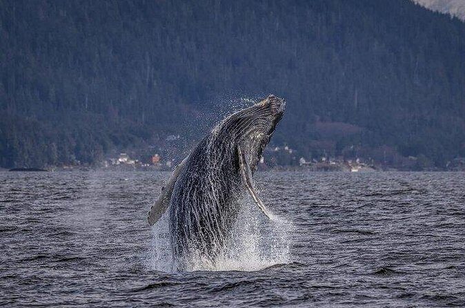 Shared Whale and Wildlife Viewing - The Weather and Cancellation Policy
