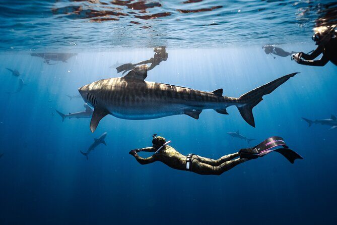 Shark Dive Private Charter No Cage - An Honest Look at the Shark Dive Private Charter No Cage