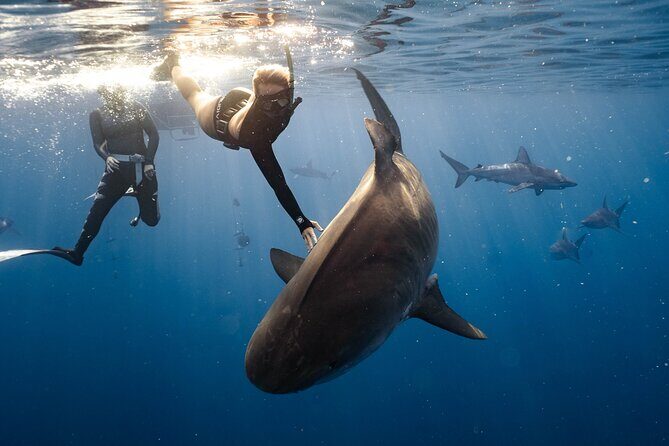 Shark Dive Private Charter No Cage - The Practicalities: Booking, Timing, and Value